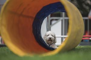 AGILITY DOG