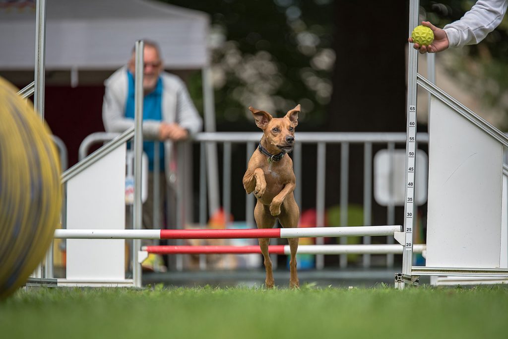 agility-dog-1_1280