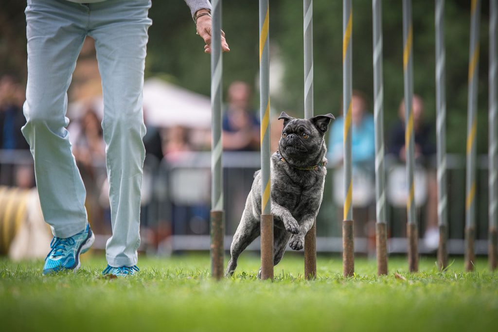 agility-dog-3_1280x854